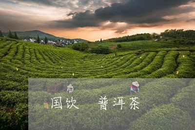 国饮 普洱茶/2023042623508